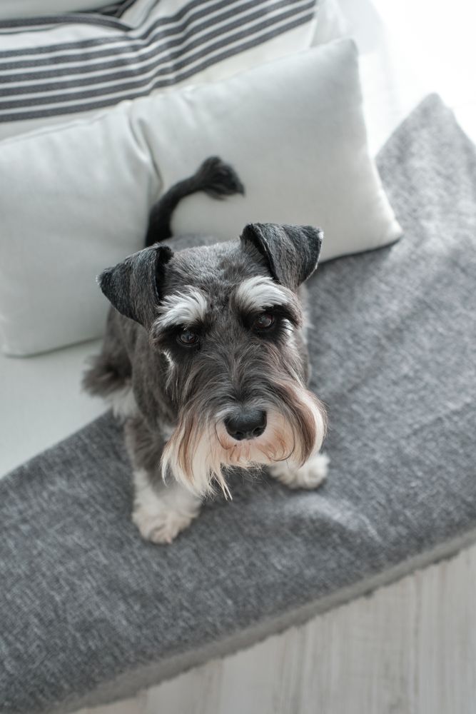 Cute purebred looking up with attention