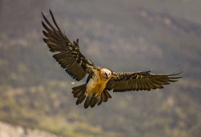 Big eagle flying near hills