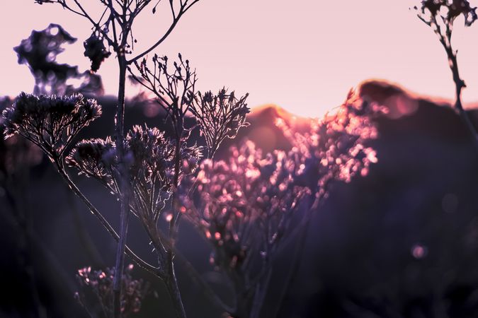 Side view of dried plants in fall at magic hour with selective focus