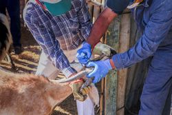 Veterinarian curing domestic animal