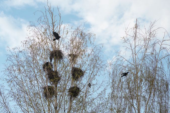Bare tree with multiple bird nests