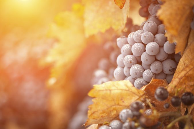 Lush, Ripe Wine Grapes with Mist Drops on the Vine
