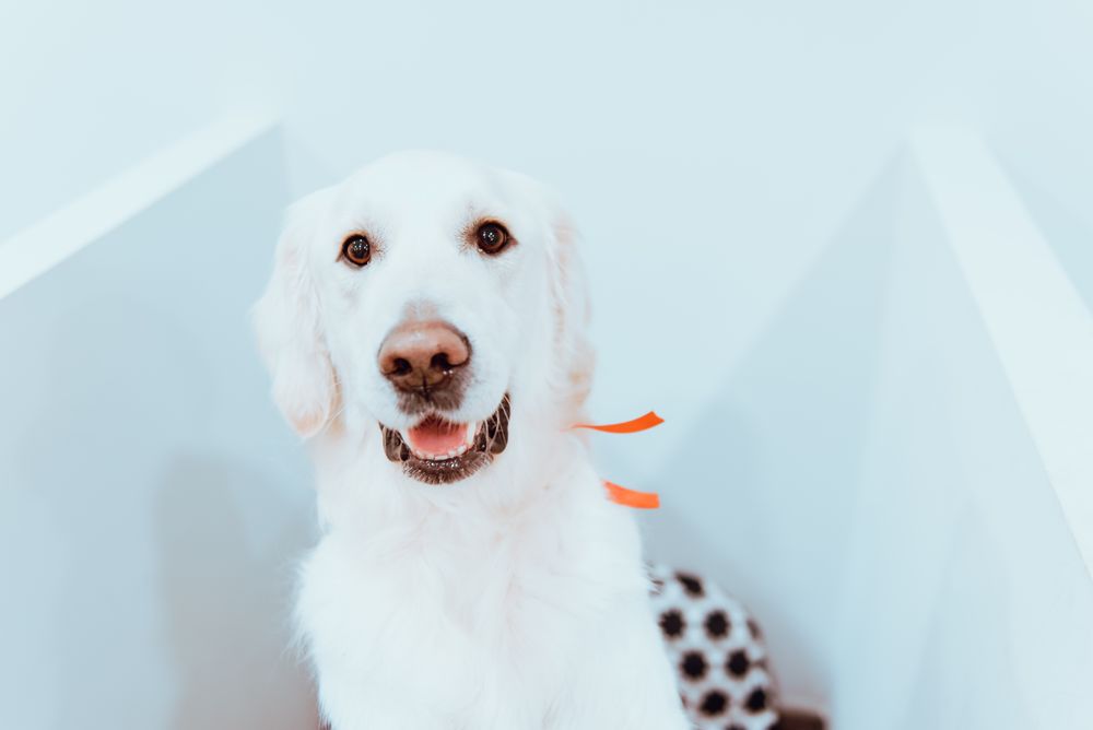 Big Labrador looking at camera