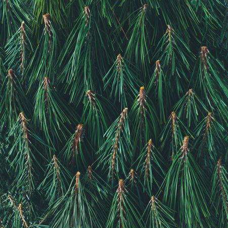 Evergreen pine forest made of tree branches