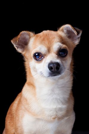 Amazing dog staring at camera