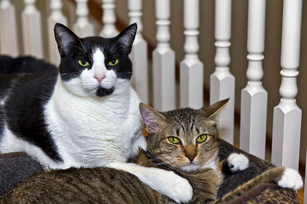Two cats snuggling close at home