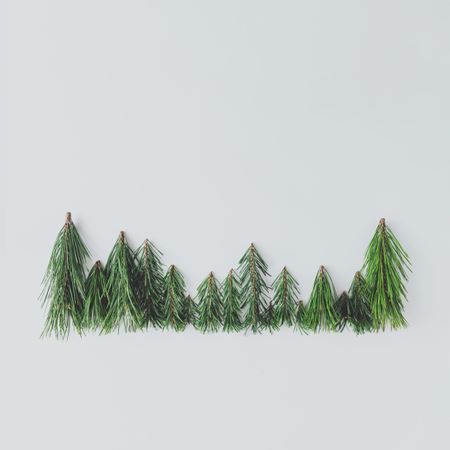 Evergreen pine forest treeline made of tree branches