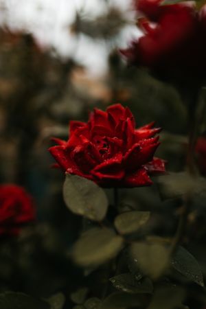 Wet scarlet rose growing in garden