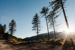 Landscape of hill between trees