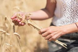 Crop woman with cereal grass in meadow