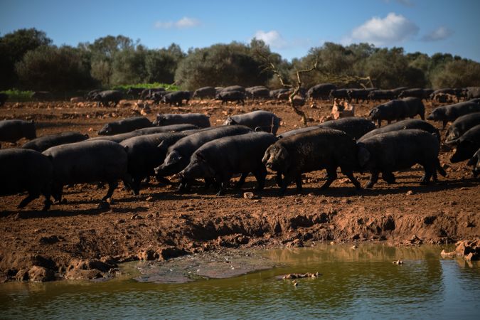 Flock of Large pigs walking near lake