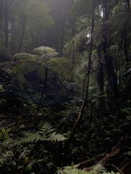 Interior of dark forest