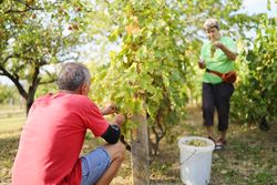 Mature Couple Harvesting Grapes on a Small Farm in the Countryside.