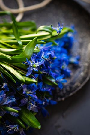 Spring table setting with close up of scilla siberica