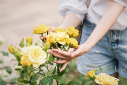 Yellow Chinese rose in a woman's hands. Background flowers