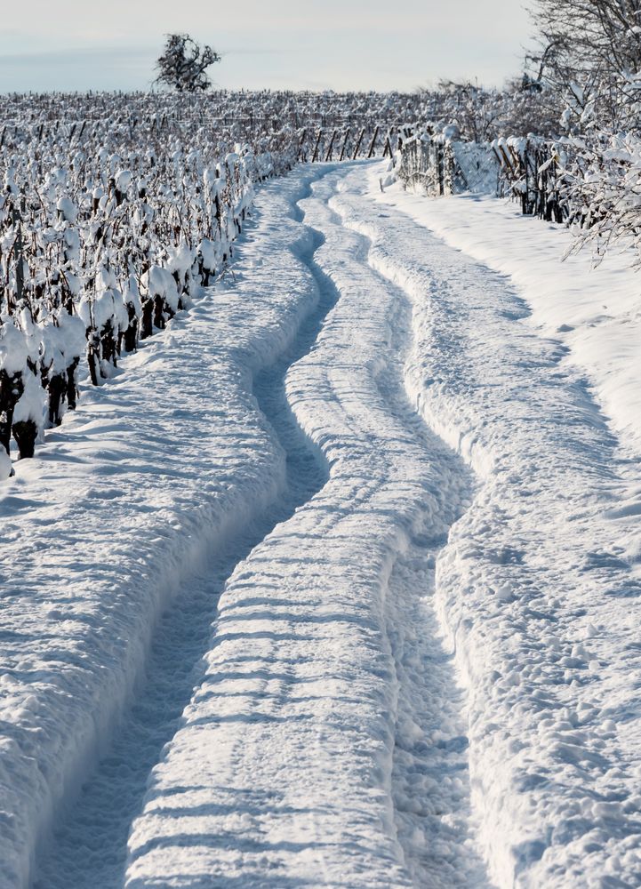 Snowy road in the fields of Alsace. Sunny winter day.