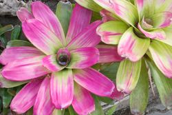 closeup of Bromeliad plants in the garden