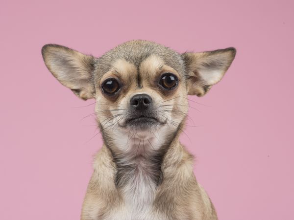 Chihuahua dog portrait at a pink background