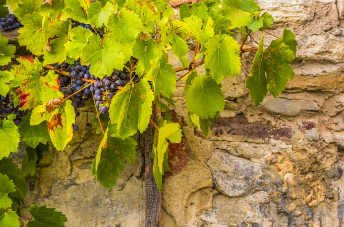 Red grapes on stone wall background