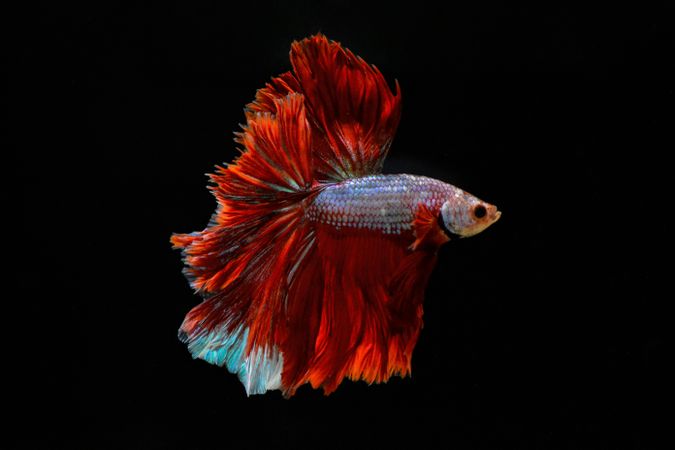 Red Betta Fish