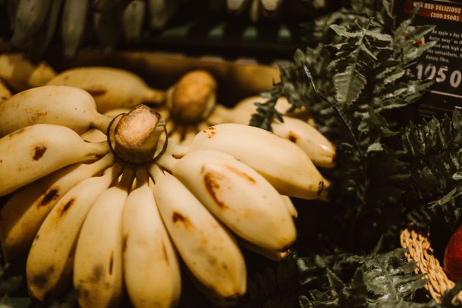 Set of fresh bananas near plant in store