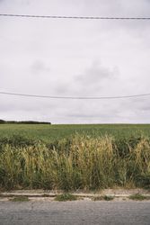 Beautiful meadow with grey sky