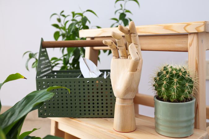 Cozy hobby - growing indoor plants at home
