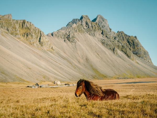 Horse pasturing on field near mountain in sunny day