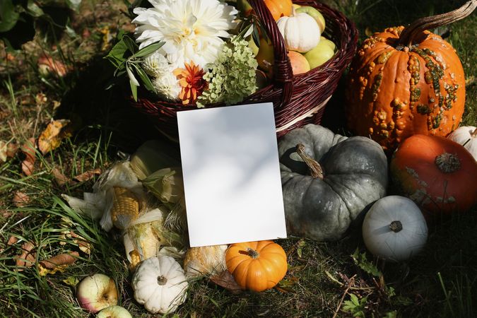 Moody autumn garden harvest composition, wicker basket with apples, dahlia flowers, pumpkins, corns and fall leaves on grass in sunlight