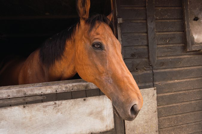 Brown horse in wooden stable