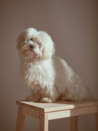 Cute Maltese dog near wall