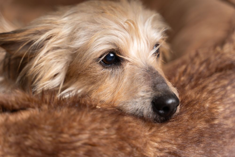Cute Norfolk terrier resting it's head