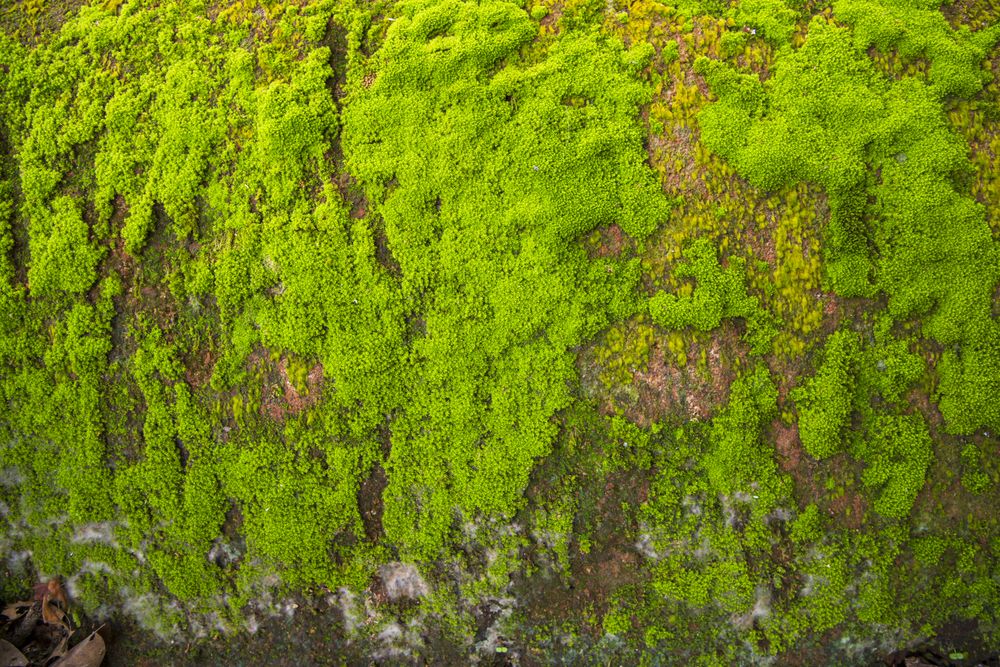 Fungi Green Moss old concrete wall abstract Texture background wallpaper. Rusty, Grungy, Gritty Vintage Background