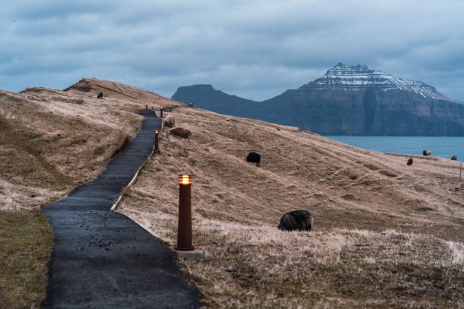 Faroe sheep on pasture