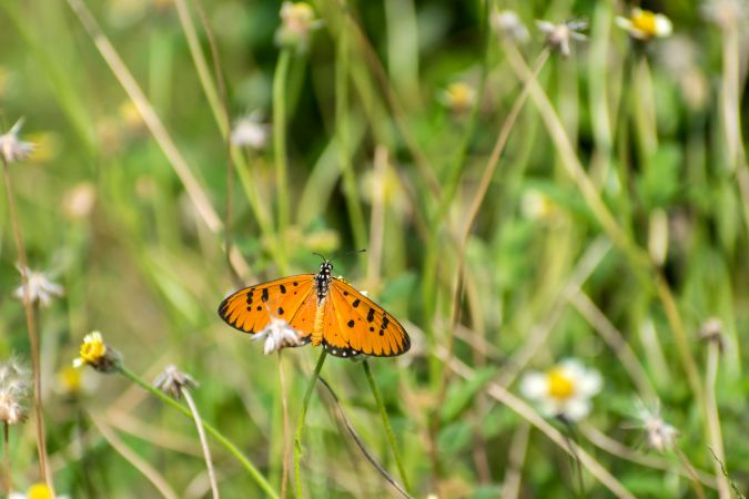 A beautiful orange Striped Tiger Butterfly perched on a bunch of flowers at a park in Mumbai, India