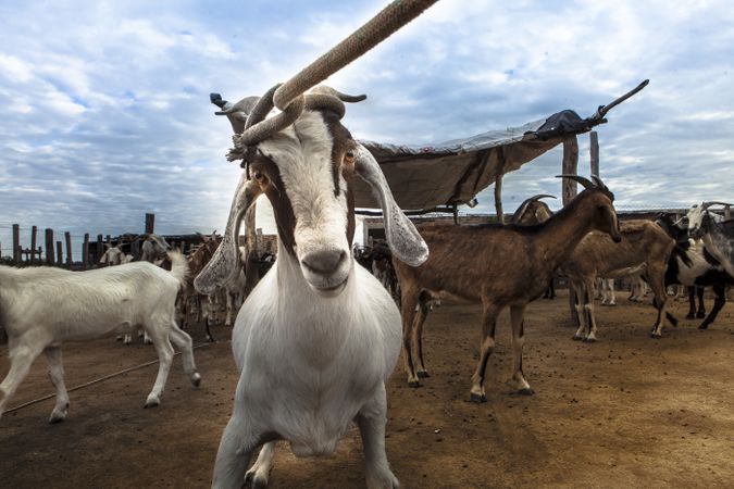 Goat with rope around horns on farm