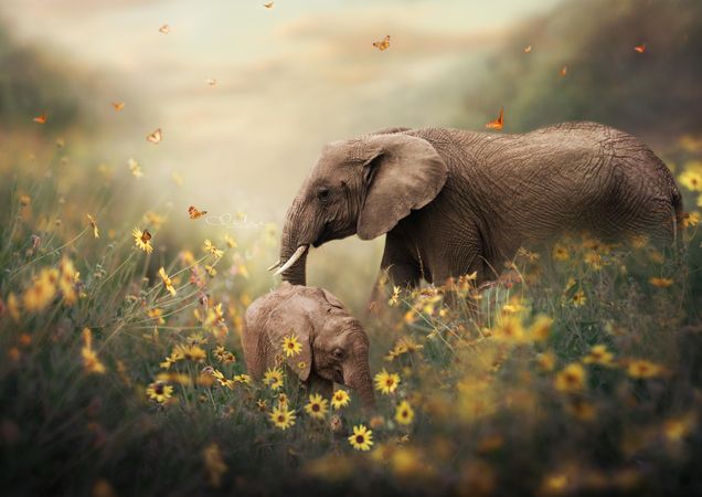 Elephant and calf surrounded by flowers and butterfly