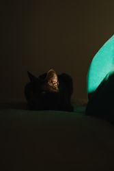 Cute cat under ray of light on a bed