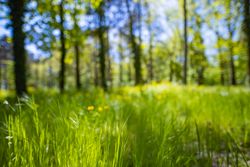 Grass on forest floor