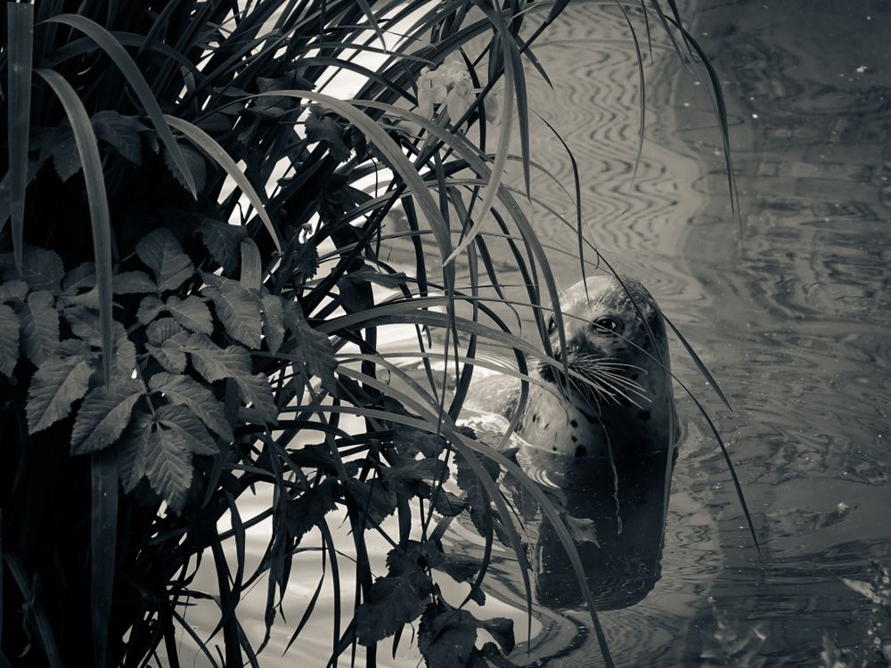 Seal hiding behind reeds and leaves