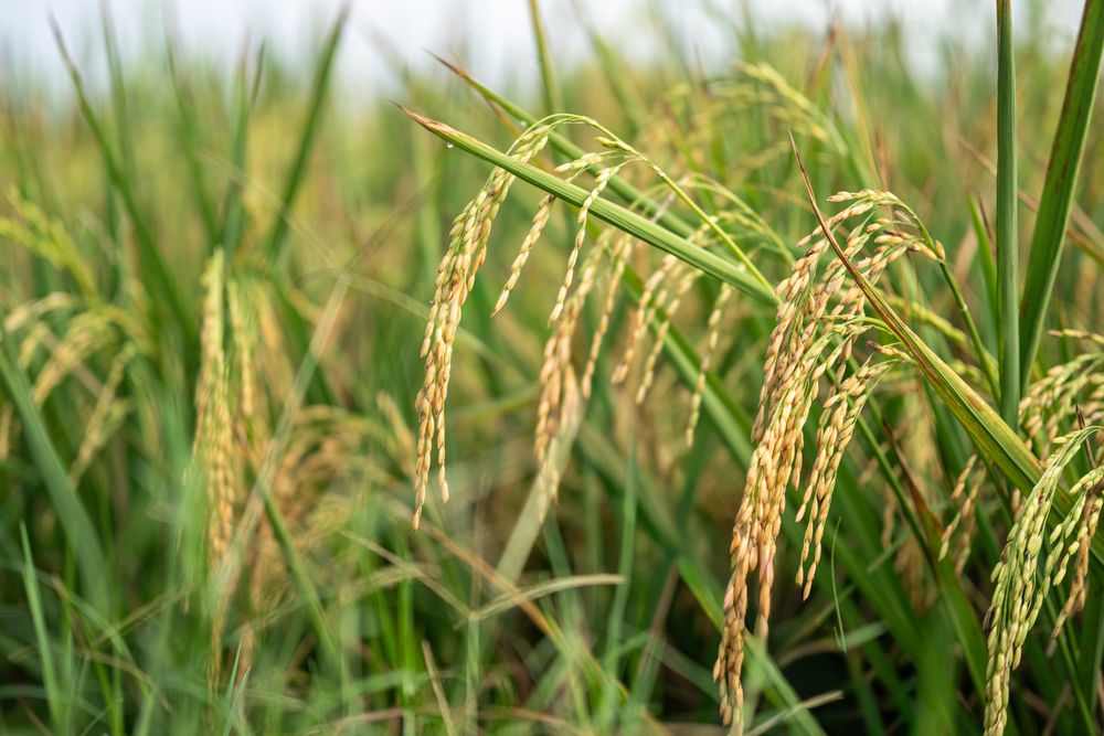 Golden rice plants in field ready for harvest