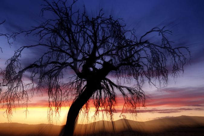 Defocused trees in sunset valley