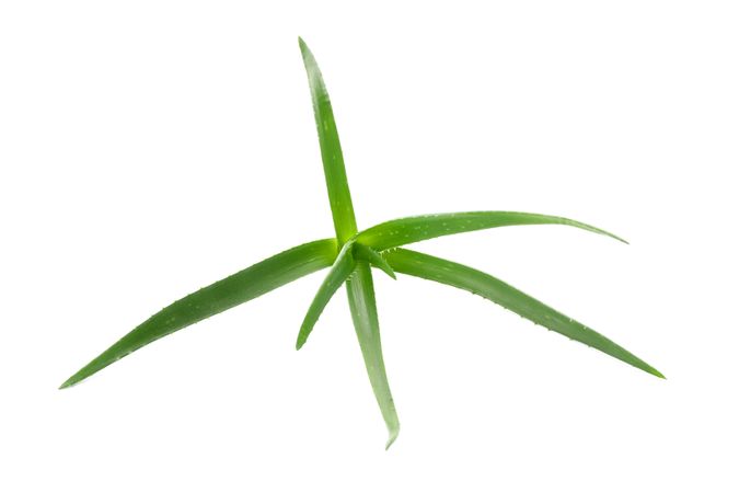 Aloe vera plant isolated on plain background. Natural treatment