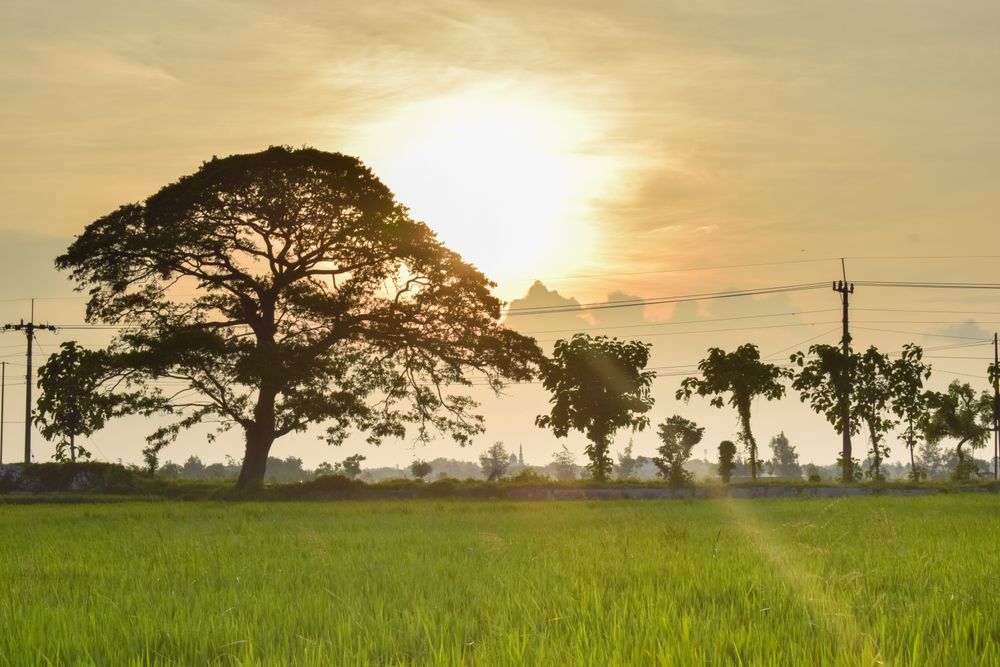 Beautiful tree in field at dusk