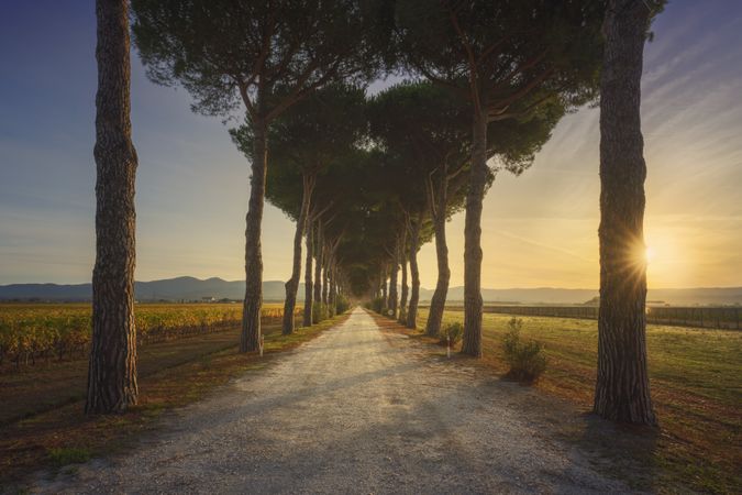 Bolgheri pine tree lined road and vineyards at sunrise, Tuscany, Italy, Europe