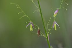 Purple wild rice on green blurry background