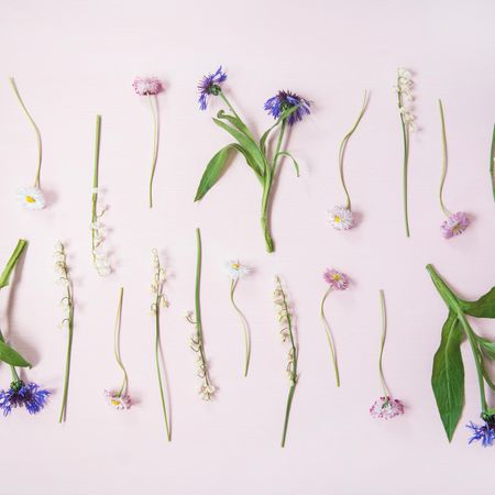 Lily of the valley, cornflowers and daisies in delicate rows over pastel powder pink, square crop
