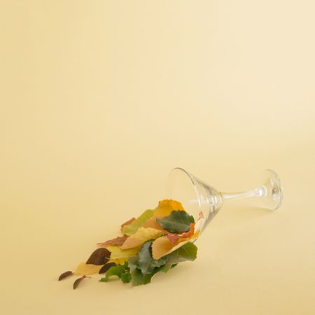Leaves spilled out from martini glass