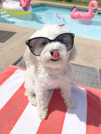 Bichon wearing sunglasses