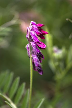 Small pink flowers wilting in bush